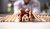 house_insurance_724773561